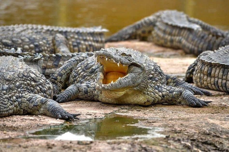 Crocoparc Agadir Visit photo 5
